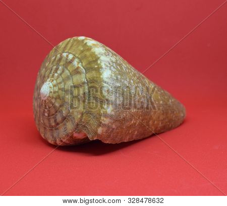 Strombus Bobonius Whole Front View Of Marine Fossil On Red Background