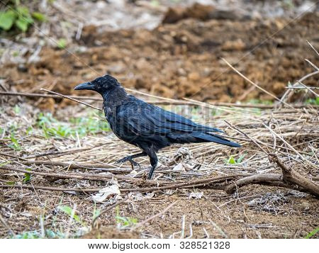 A Japanese Large-billed Crow, Corvus Macrorhynchos Japonensis, Forages In An Empty Farmers Field In 