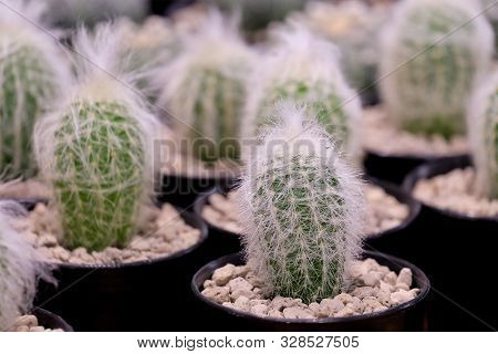 Cactus Flower In Pot At The Green House With Green Nature Background