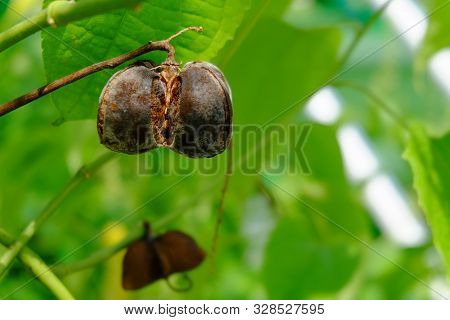 Close Up On Sacha Inchi Fruit And Leaves. Sacha Inchi Peanuts In The Garden, Chainat Thailand.