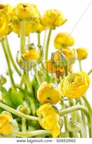 Ranunculus giallo