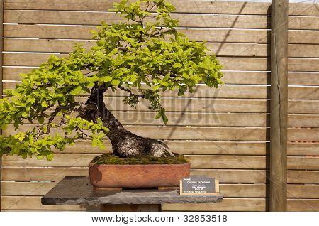 Quercus Humilis