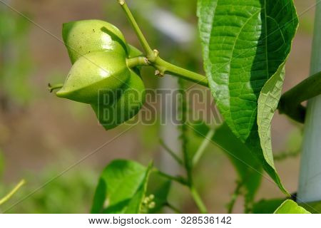 Close Up On Sacha Inchi Fruit And Leaves. Sacha Inchi Peanuts In The Garden, Chainat Thailand.