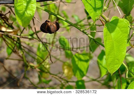 Close Up On Sacha Inchi Fruit And Leaves. Sacha Inchi Peanuts In The Garden, Chainat Thailand.