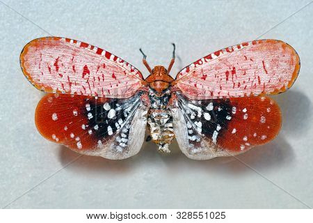 Aphaena Is A Genus Of Planthoppers In The Sub-family Aphaeninae And The Tribe Aphaenini Blanchard.