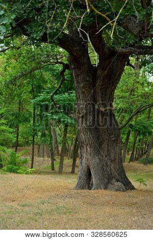 Forest Trees. Nature Green Wood Sunlight Backgrounds Khudat Azerbaijan