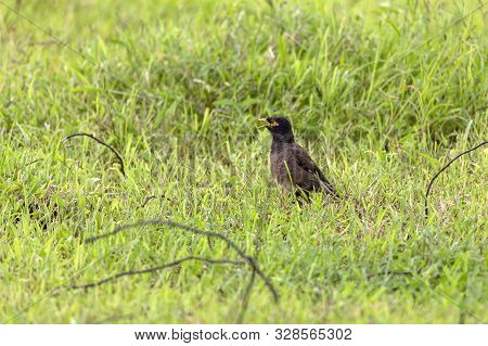 The Common Myna Is Brown With A Black Head. It Has A Yellow Bill, Legs And Bare Eye Skin.the Common 
