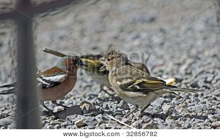 家庭 chaffinches