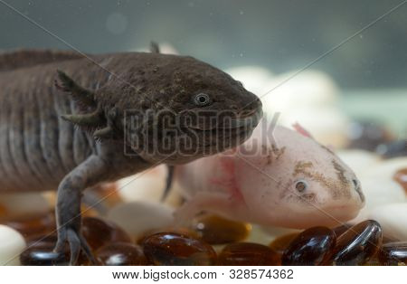 Two Axolotl In An Aquarium Close Up