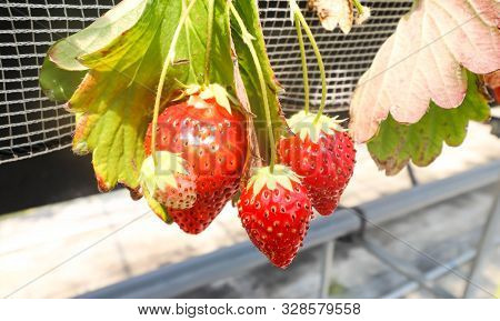 Three Of Big Strawberry Fruits On The Branch In Strawberry Farm , Japan.jpg