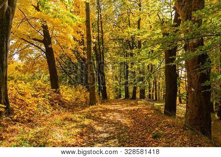 The Path Leads In One Directions. The Way To The Autumn Park In The Centre Of The Forest.