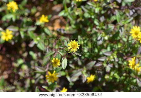 Mexican Creeping Zinnia Yellow Flowers - Latin Name - Sanvitalia Procumbens