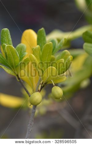 Mock Orange Fruit - Latin Name - Pittosporum Tobira