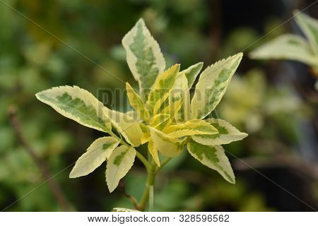 Madonna Black Elder Leaves - Latin Name - Sambucus  Nigraa Madonna