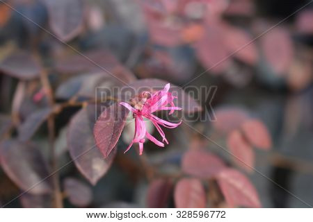 Pink Chinese Fringe Flower Fire Dance - Latin Name - Loropetalum Chinense Fire Dance