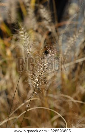 Fountain Grass Hameln - Latin Name - Cenchrus Alopecuroides Hameln (pennisetum Alopecuroides Hameln)