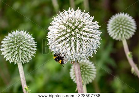Echinops Sphaerocephalus Or Glandular Globe-thistle And Bees