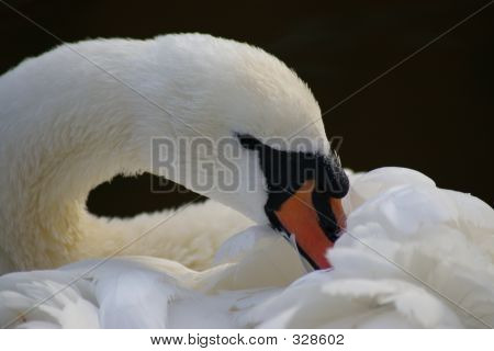 Swan Close-up
