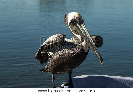 Pelican