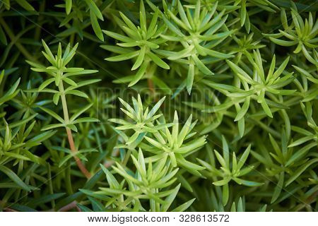 Extremely Close-up Green Stonecrop Linear, Selective Focus