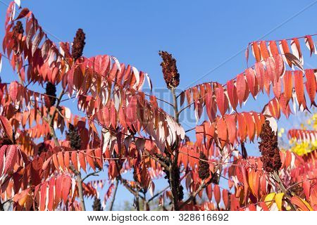 Rhus Typhina Red Fruits And Cutleaf Foliage.