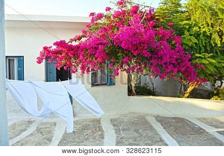 Traditional Yard With Blooming Pink Bougainvilleas At Koufonisia Islands Cyclades Greece - The Wind 