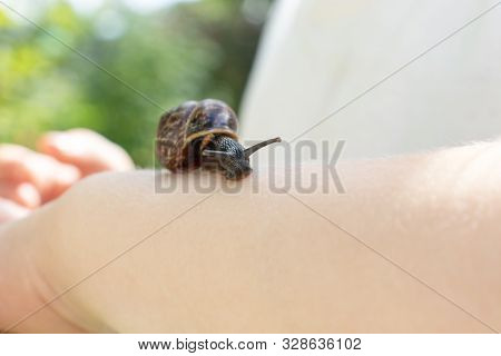 A Child Holding An Edible Snail Fructicicola Fruticum Close Up In Hand, Sunny Day In Summer Time