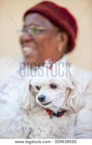 Pensioner African woman holding het caniche breed  white dog