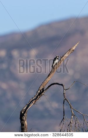 Acorn Woodpecker Has Head Turned To Left While Clinging To Dried Branch Tree Perch During Southern C