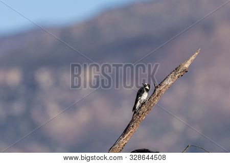 Acorn Woodpecker Clinging To Dried Tree Branch Looking Out For Any Potential Danger In Southern Cali