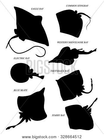 Rays. Drawing silhouettes set with text names.