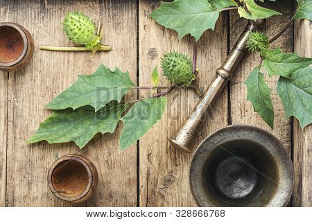 Datura In Herbal Medicine