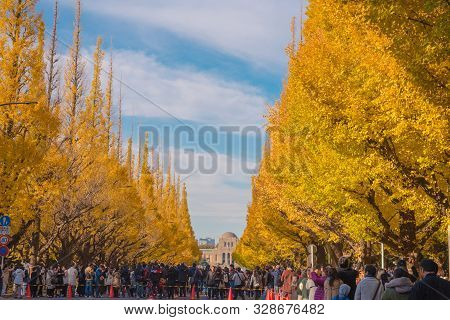Tokyo, Japan : Nov 25 , 2017 : People Visit Ginkgo Avenue In Tokyo. Colorful Yellow Ginko Leaves Bra