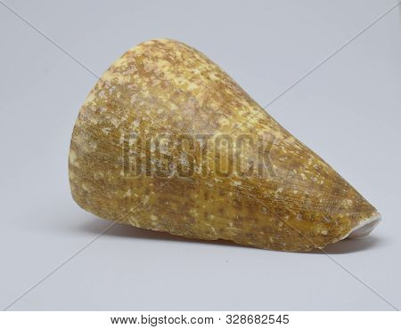 Strombus Bobonius Prehistoric Seashell Side View On White Background