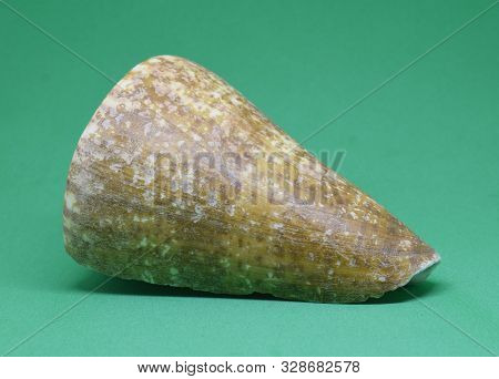 Strombus Bobonius Conch Shell Side View On Green Background