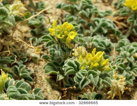 Gul blomsterplante