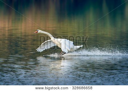 White Swan Lands On The Surface Of The Lake