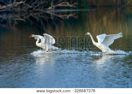 A Pair Of White Swans Lands On The Surface Of The Lake