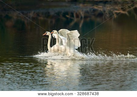 A Pair Of White Swans Lands On The Surface Of The Lake