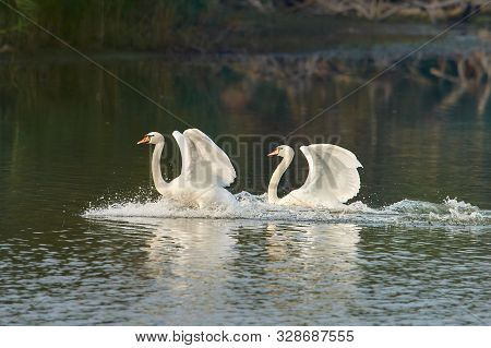 A Pair Of White Swans Lands On The Surface Of The Lake