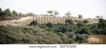 View Of A Forest With A Misty Light At The Horizon