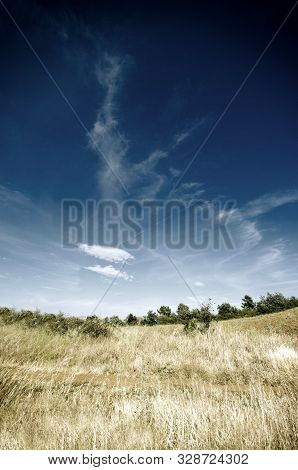 Vertical View Of A Golden Field With A Summer Blue Sky