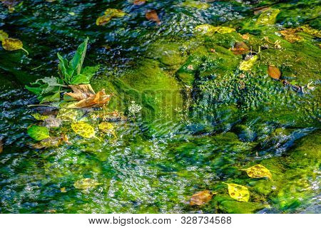 Romantic Scene Of A Water Stream With Floating Fallen Leaves In Jesmond Dene Park On A Summer Aftern