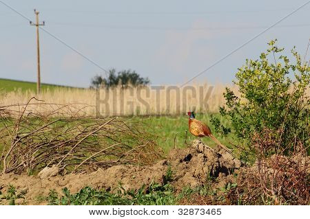 Faisan dans le domaine