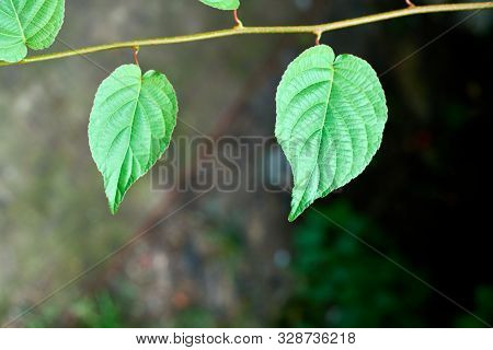 Grape Leaves In Vineyard. Green Vine Leaves At Sunny September Day. Soon Autumn Harvest Of Grapes Fo
