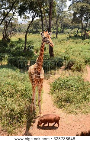 A Small Warthog Sniffs The Ground At The Feet Of A Giraffe In The Giraffe Manor In Nairobi, Kenya