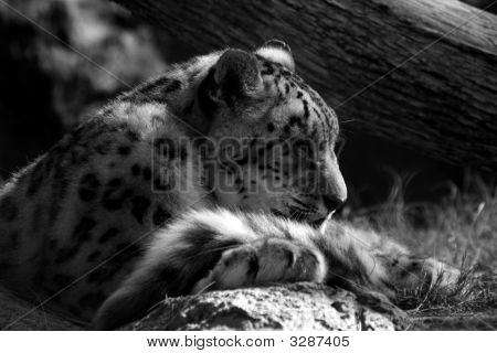 Snow Leopard