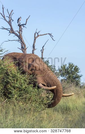 African Bush Elephant Portrait In Hlane National Park, Swaziland ; Specie Loxodonta Africana Family 