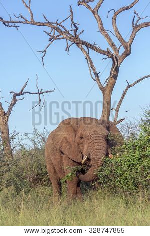 African Bush Elephant In Dead Tree Scenery In Hlane National Park, Swaziland ; Specie Loxodonta Afri