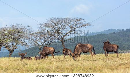 Blue Wildebeest In Mlilwane Wildlife Sanctuary Scenery, Swaziland ; Specie Connochaetes Taurinus Fam